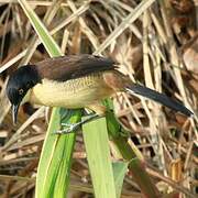 Black-capped Donacobius