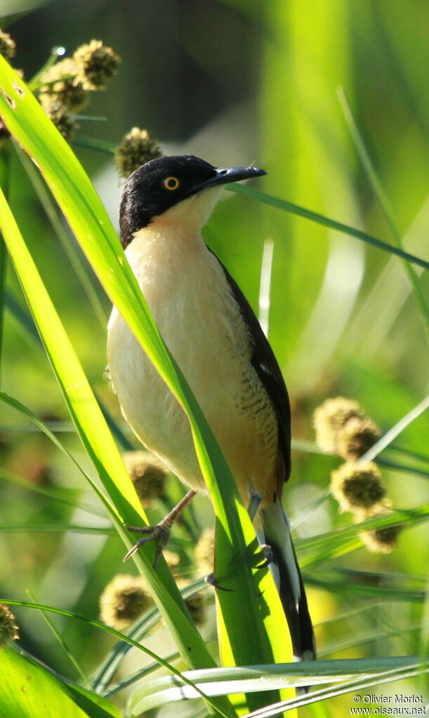 Black-capped Donacobius