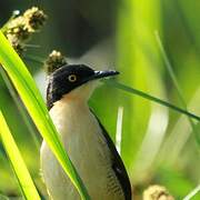 Black-capped Donacobius