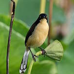 Troglodyte à miroir