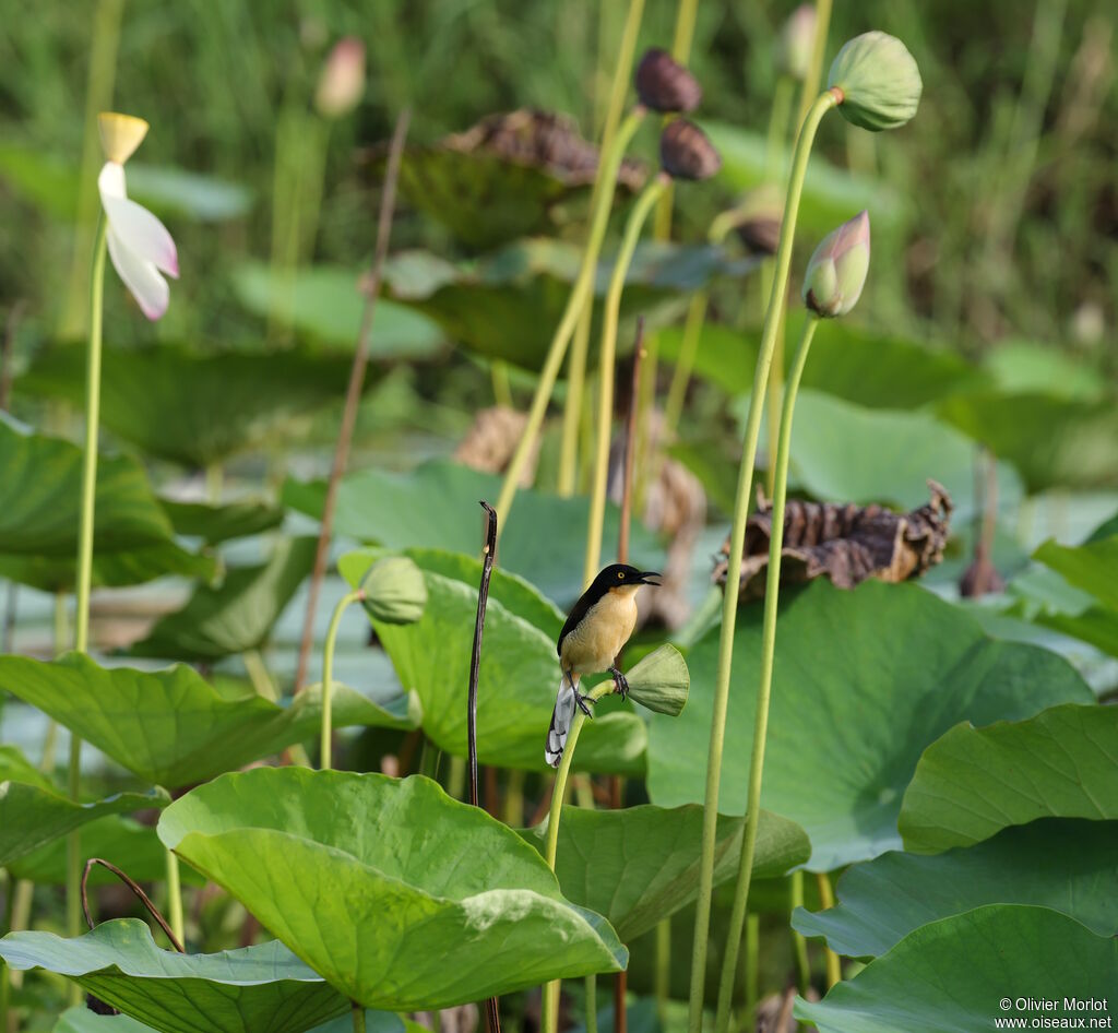 Troglodyte à miroir