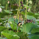Troglodyte à miroir