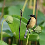 Troglodyte à miroir