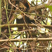 Black-bellied Wren