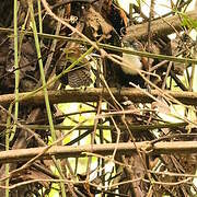 Black-bellied Wren