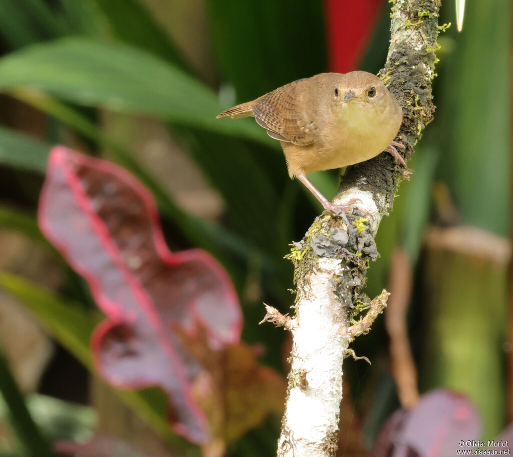 Troglodyte austral