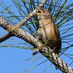 Troglodyte austral