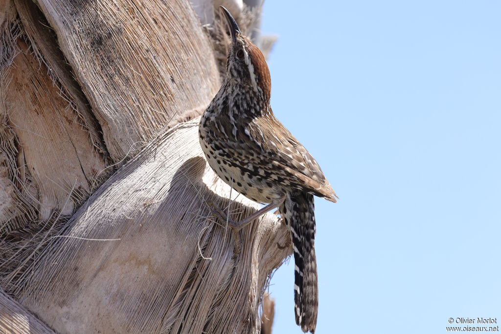 Cactus Wren