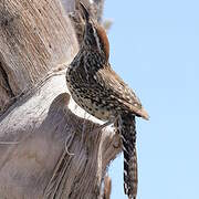 Cactus Wren