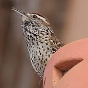 Cactus Wren