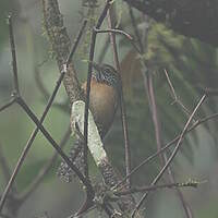 Troglodyte des halliers