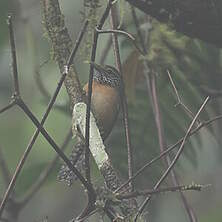 Troglodyte des halliers