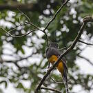 Trogon à queue blanche