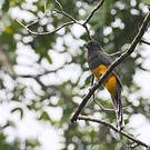 Trogon à queue blanche