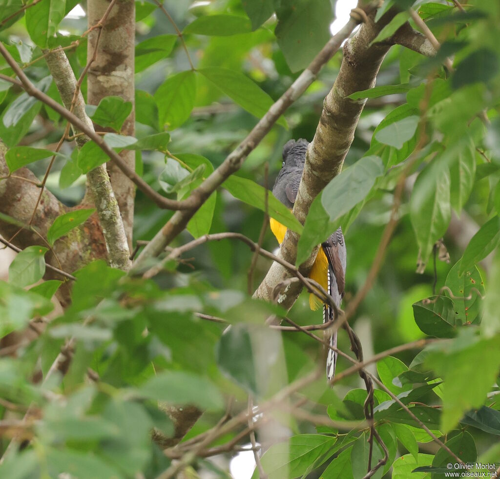 Trogon à queue blanche femelle