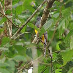 Trogon à queue blanche