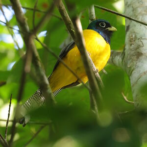 Trogon aurore