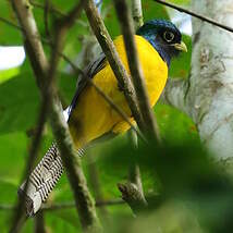 Trogon aurore