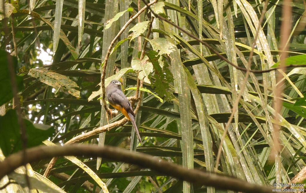 White-tailed Trogon female