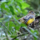 Trogon de Pelzeln