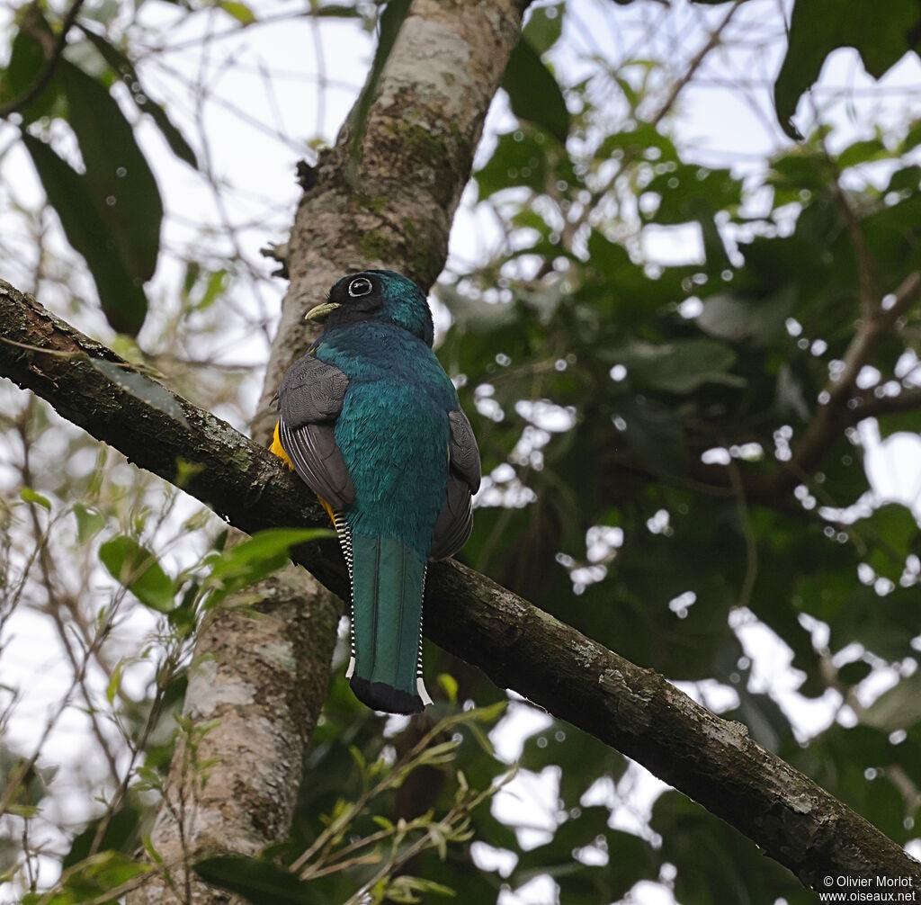Trogon de Pelzeln