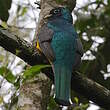 Trogon de Pelzeln