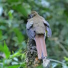 Trogon de Pelzeln