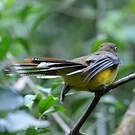 Trogon de Pelzeln