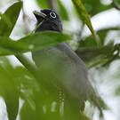 Trogon de Sclater