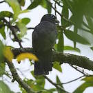 Trogon de Sclater