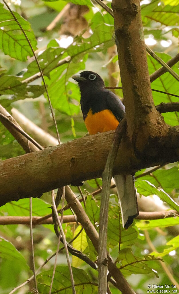 Trogon de Sclater mâle