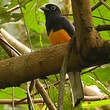 Trogon de Sclater