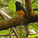 Trogon de Sclater