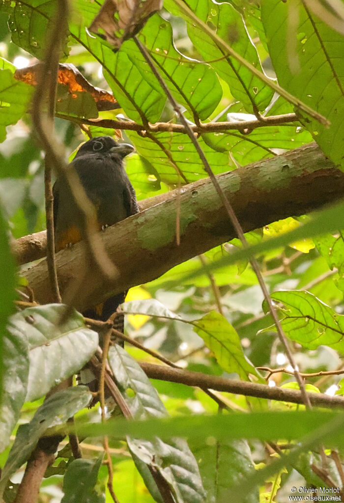 Trogon de Sclater femelle