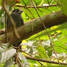 Trogon de Sclater