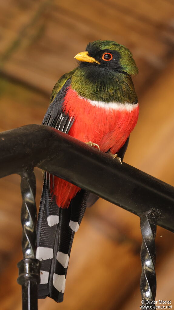 Trogon masqué