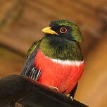 Trogon masqué