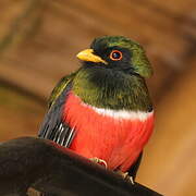 Masked Trogon