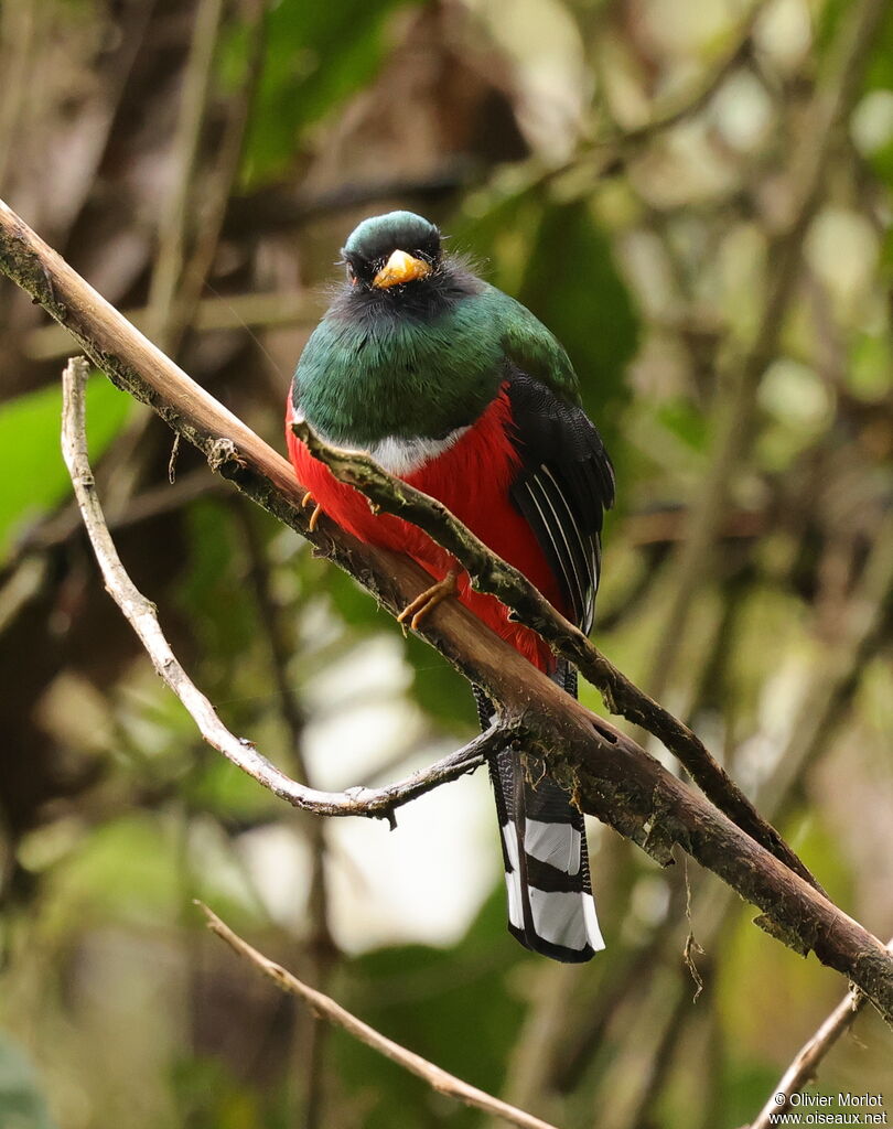 Trogon masqué