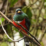 Trogon masqué