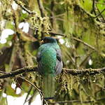 Trogon masqué