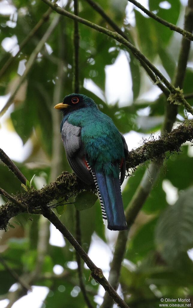 Trogon masqué