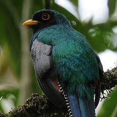 Trogon masqué