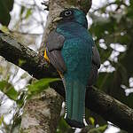 Trogon surucua