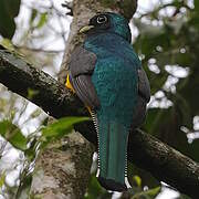 Trogon surucua