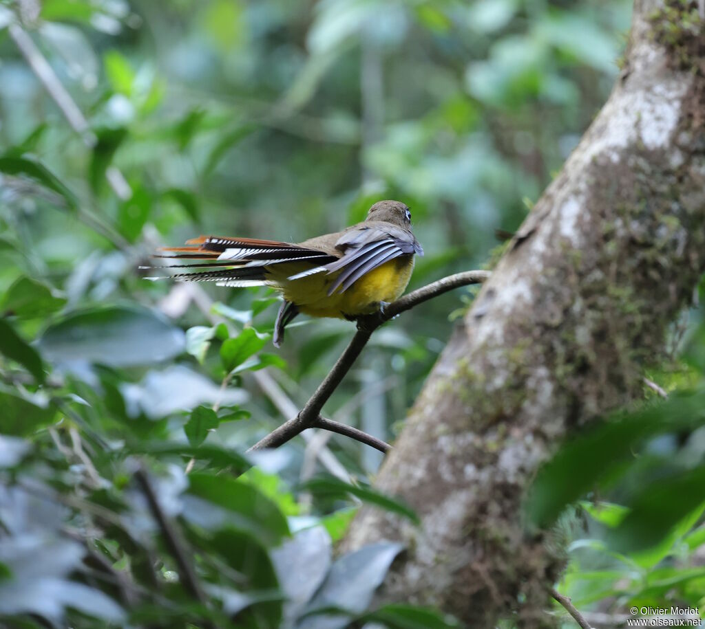 Trogon surucua femelle