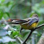 Trogon surucua
