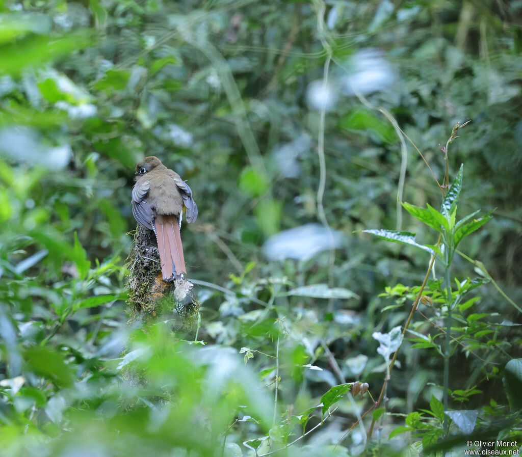 Trogon surucua femelle