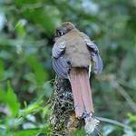Trogon surucua