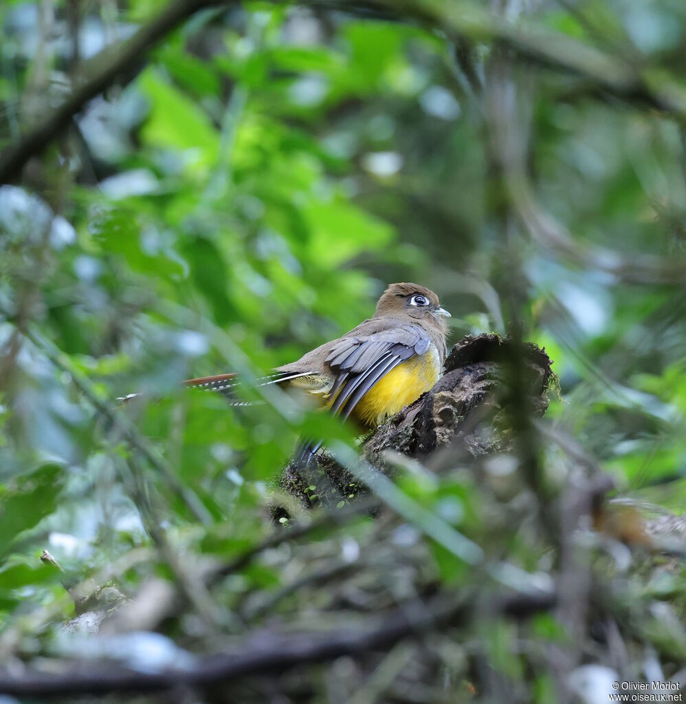 Trogon surucua femelle